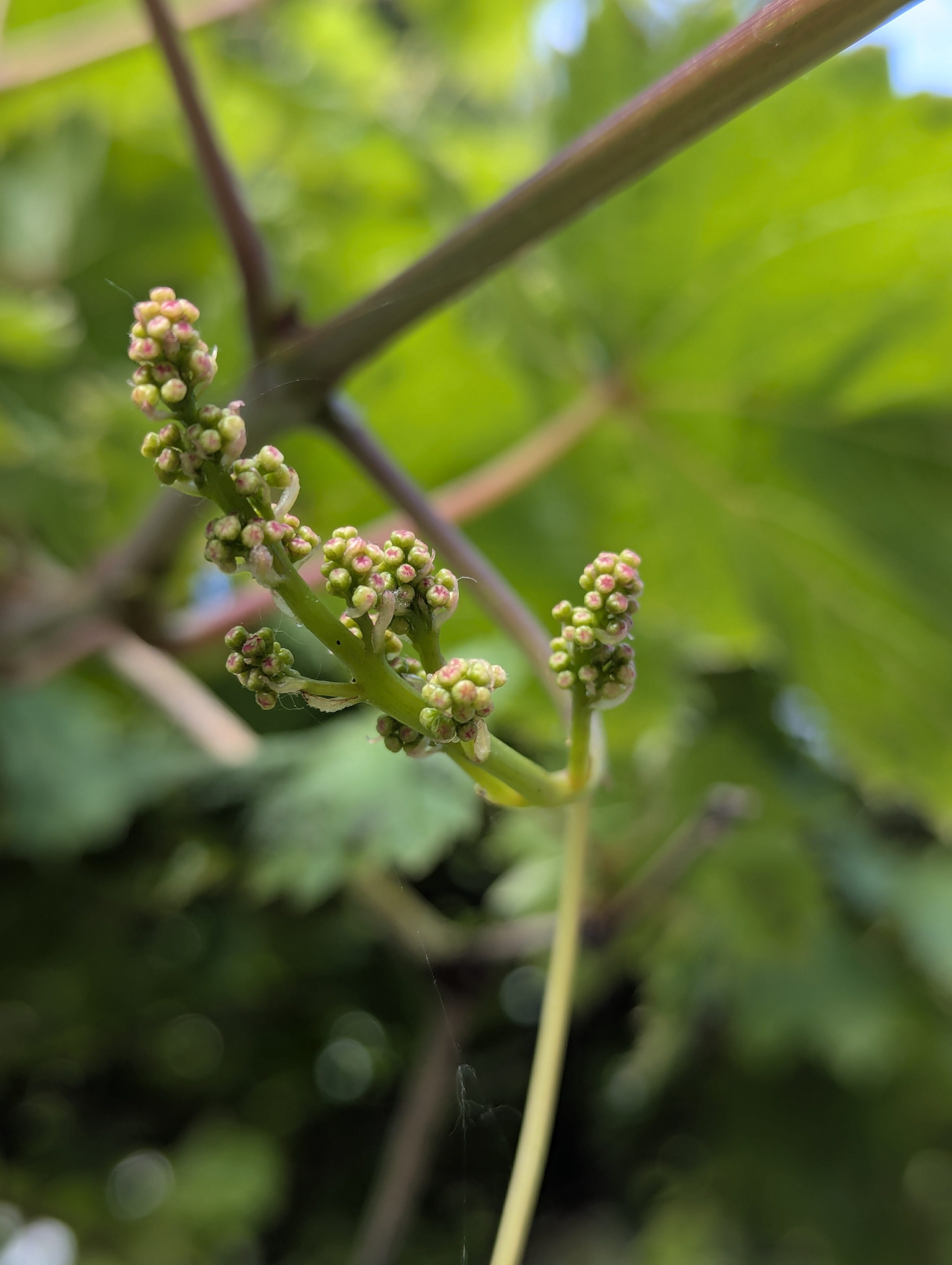 Birthday Trip to Canada, Country Vines Winery, Richmond, British Columbia